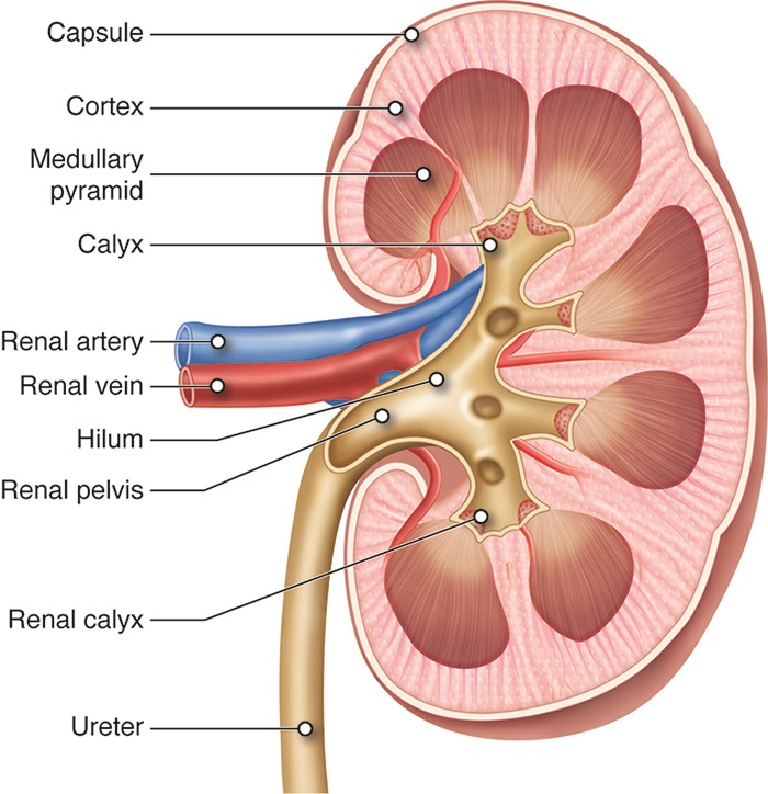 cenveo-drawing-kidney-and-hilum-in-coronal-section-english-labels